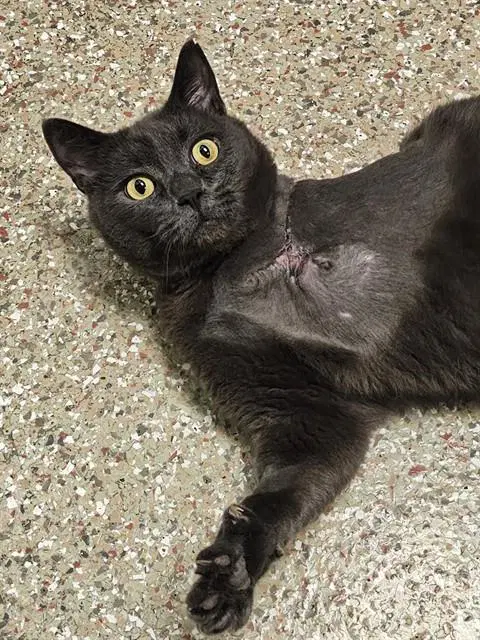 Tinman - Domestic Short Hair