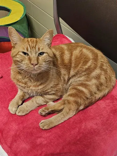 Archie - Domestic Short Hair