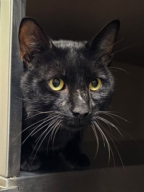picture of the cat needing adoption