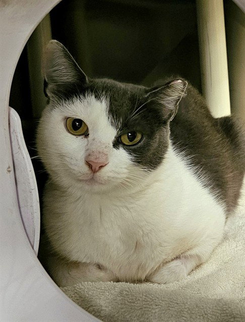 picture of the cat needing adoption