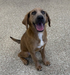 Photo of CHUCK, an adoptable pet