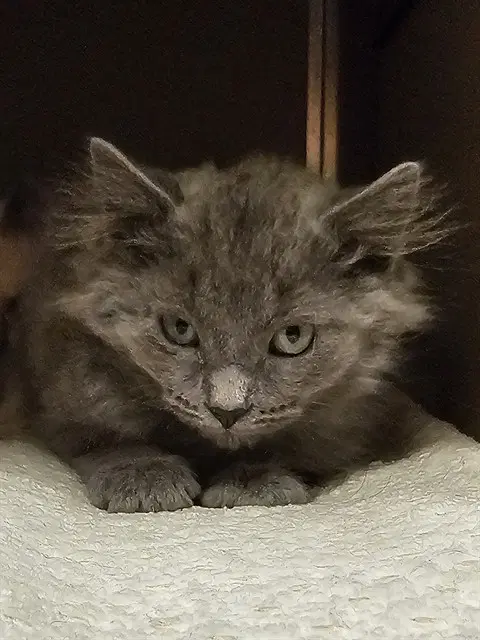 Dunkin - Domestic Long Hair