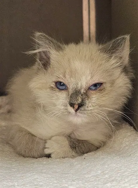 Starbie - Domestic Long Hair