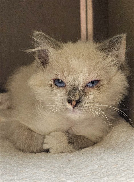 picture of the cat needing adoption