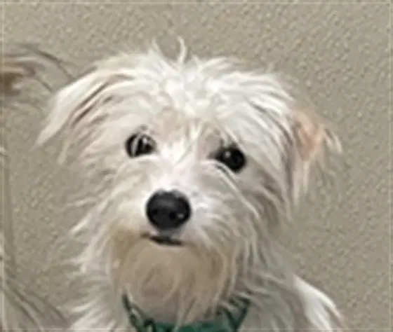 Skips - Maltese
