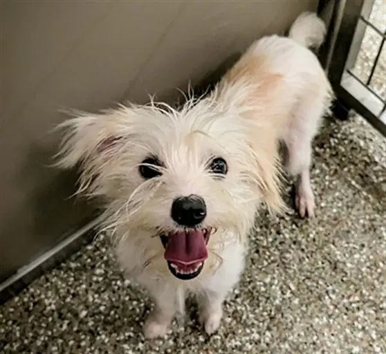 Skips - Maltese