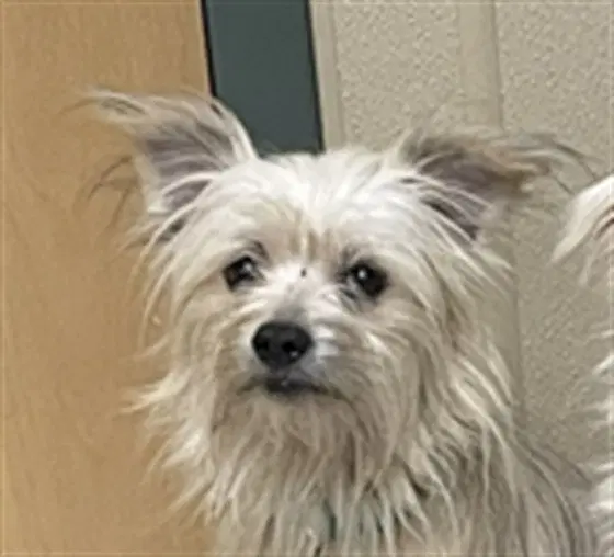 Mordecai - Maltese