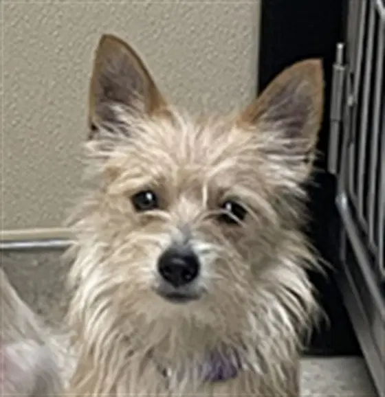 Rigby - Yorkshire Terrier Yorkie