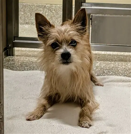 Rigby - Yorkshire Terrier Yorkie