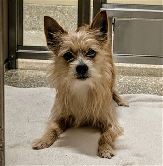Rigby