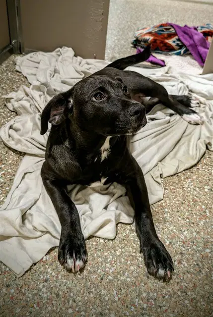 Bonbon - Labrador Retriever