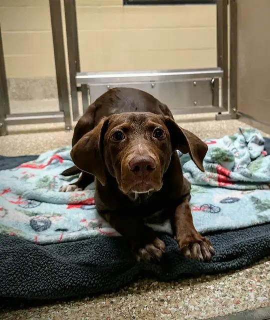 Tootsie - Labrador Retriever
