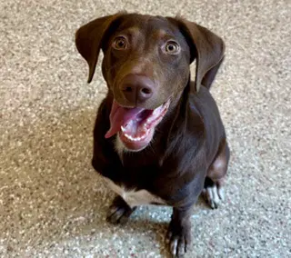 Tootsie - Labrador Retriever