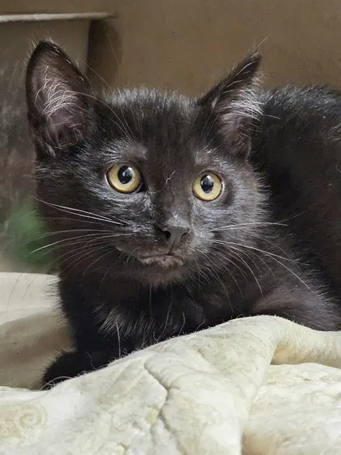 Carnita - Domestic Short Hair