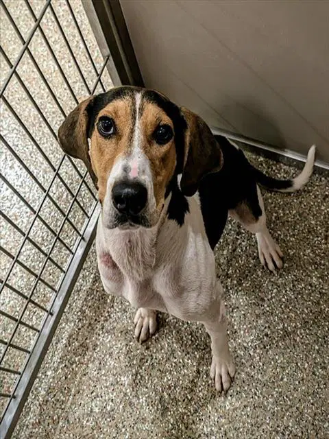 Carolina - Treeing Walker Coonhound