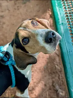 Carolina - Treeing Walker Coonhound