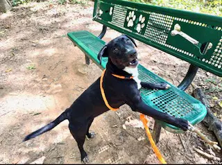 Pali - Labrador Retriever