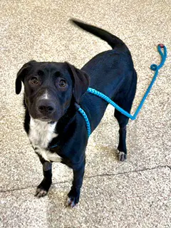 Pali - Labrador Retriever