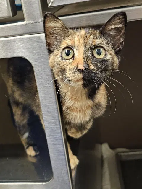 Dolly - Domestic Short Hair