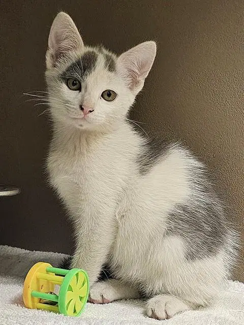Taquito - Domestic Short Hair