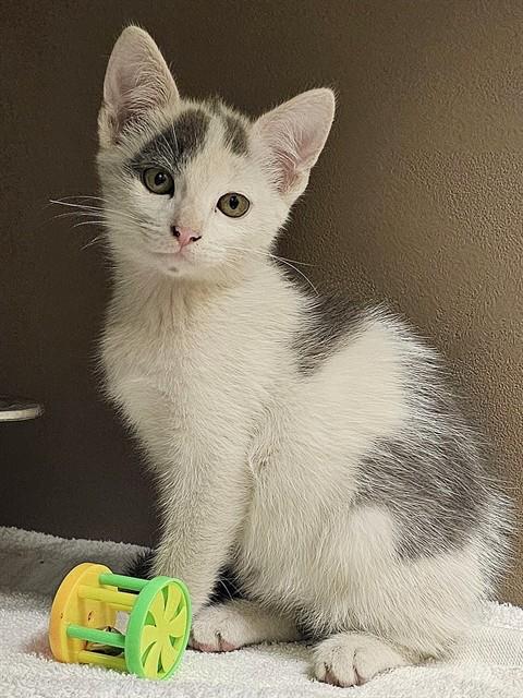 Taquito