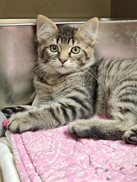 Chimichanga - Domestic Medium Hair