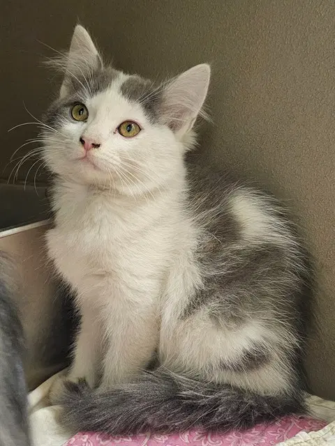 Fajita - Domestic Medium Hair