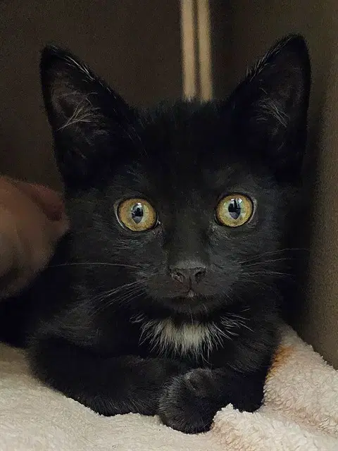 Pico - Domestic Medium Hair