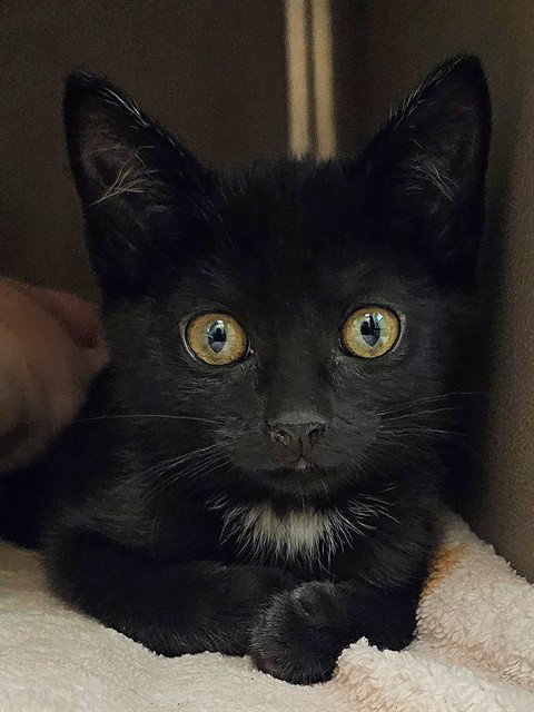 PICO, a cat for adoption from Haywood County Animal Shelter