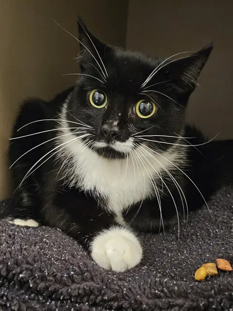 Joey - Domestic Short Hair