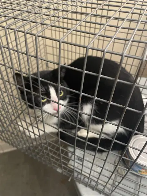 Festus - Domestic Short Hair