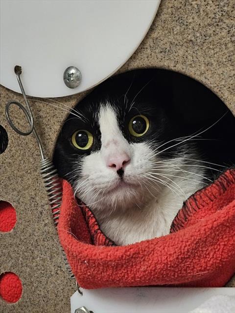 FESTUS, a cat for adoption from Haywood County Animal Shelter
