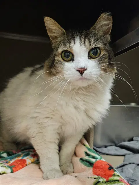 Mimi - Domestic Medium Hair