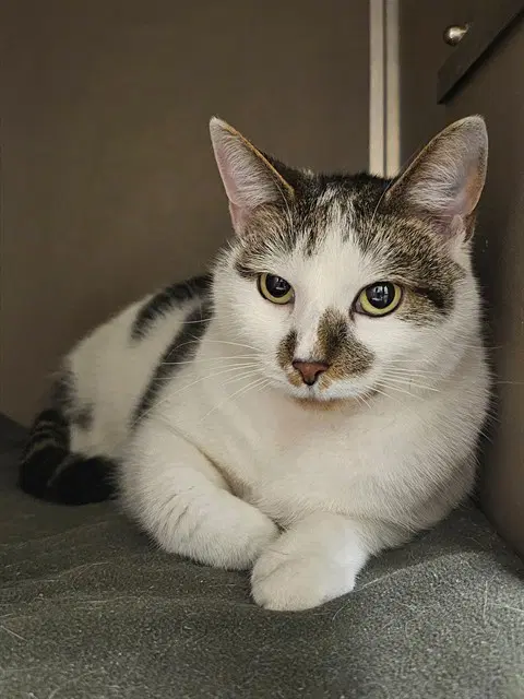 Candice - Domestic Short Hair