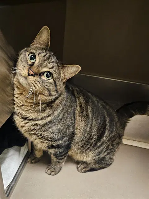 Rocky - Domestic Short Hair