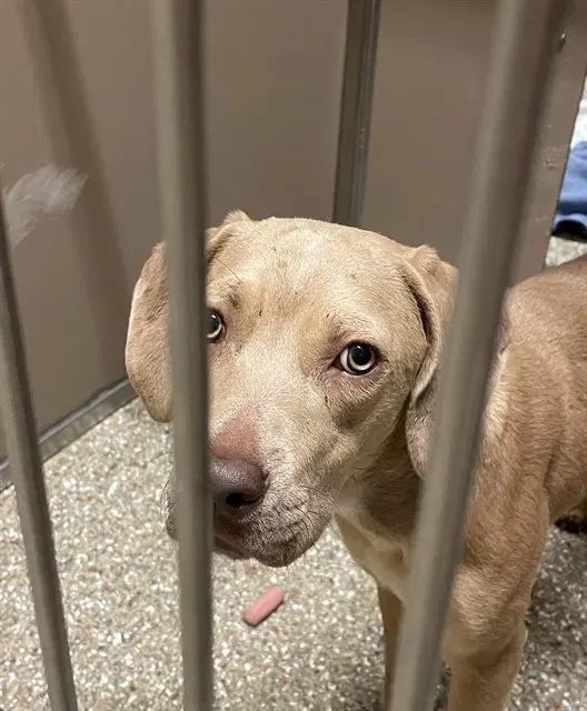 Selena - Labrador Retriever