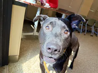 Andrew Jackson - American Staffordshire Terrier