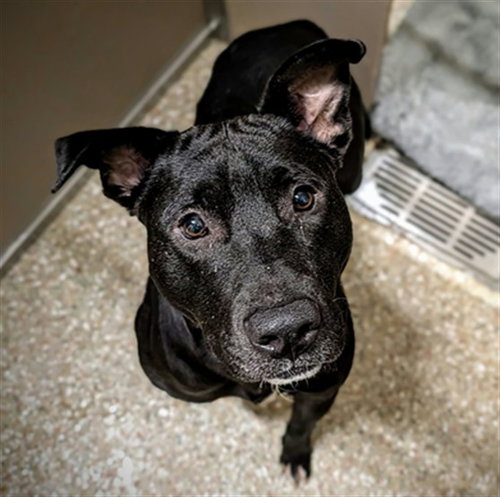 ANDREW JACKSON, a dog for adoption from Haywood County Animal Shelter