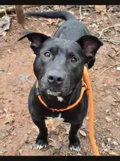 Andrew Jackson - American Staffordshire Terrier