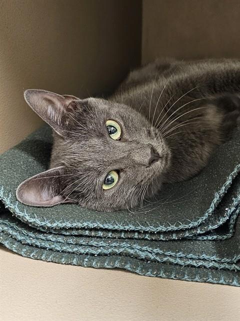 MONET, a cat for adoption from Haywood County Animal Shelter