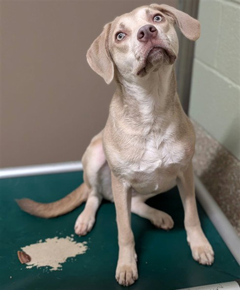 ALENA, a dog for adoption from Haywood County Animal Shelter