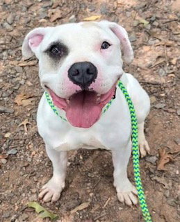 Ace, American Bulldog (medium coat)