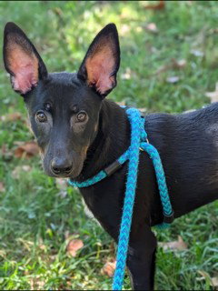 Luke, Feist / Mixed (medium coat)