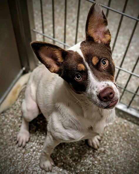 Lee-Anne, Australian Cattle Dog/Blue Heeler