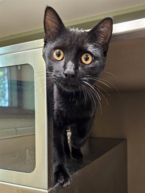 Yoyo, Domestic Short Hair