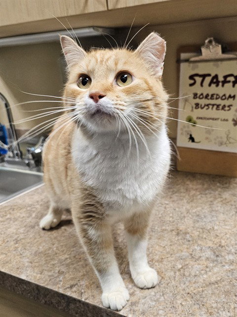 Sunburst, Domestic Short Hair (medium coat)