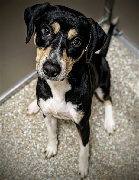 Goose, Black and Tan Coonhound