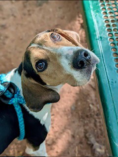 Carolina, Treeing Walker Coonhound