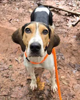 Carolina - Treeing Walker Coonhound