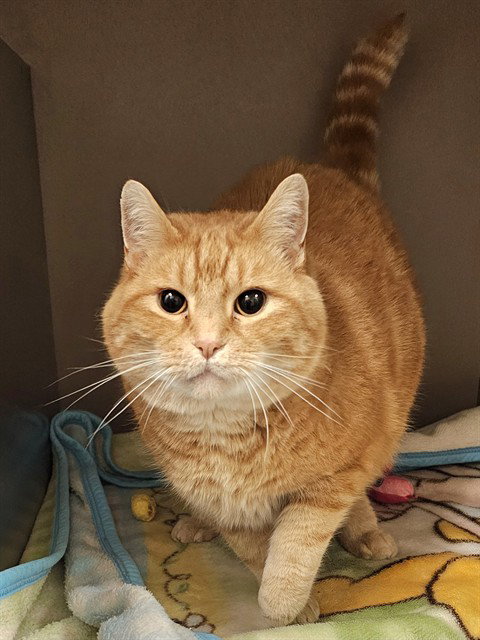 REECEY, a cat for adoption from Haywood County Animal Shelter